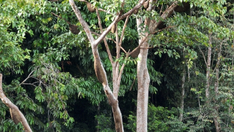 Pohon Madu Om Serang